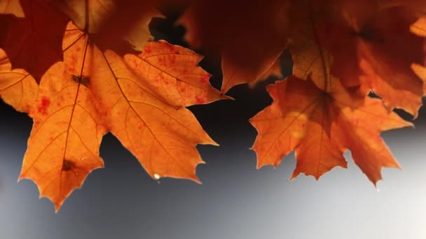 秋色枫叶在风中密闭 — 图库视频影像