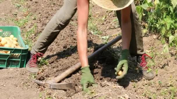 Vuxen Kvinna Plockar Upp Potatis Från Åkermark Och Lägger Dem — Stockvideo