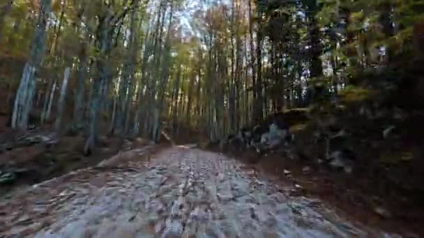 Vacker Körning Genom Skog Solig Höstdag Lugn Och — Stockvideo