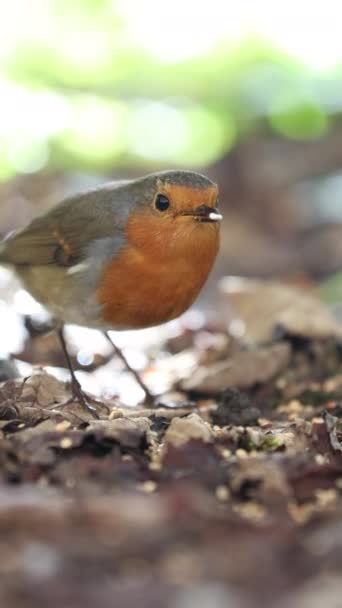 Robin Bird Europeo Tierra Mirando Cámara Erithacus Rubecula Otoño Primer — Vídeo de stock