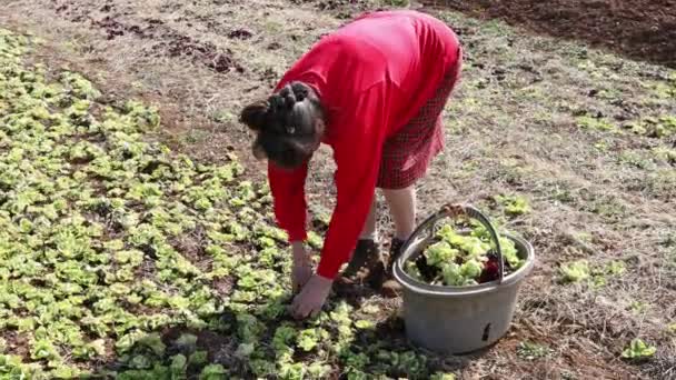 Senior Žena Farmář Sklizeň Zimní Chicory Svém Zeleninovém Koši — Stock video