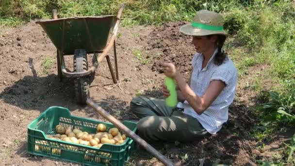 Mulher Adulta Pegando Batatas Campo Agrícola Colocá Los Carrinho Mão — Vídeo de Stock