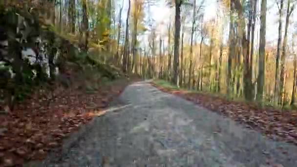 Οδηγήστε Κάτω Από Ένα Όμορφο Δάσος Φθινόπωρο Του Φθινοπώρου Σλοβενία — Αρχείο Βίντεο