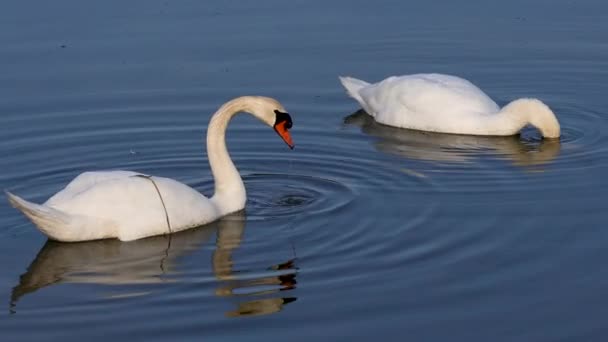 Par Swan Waterbirds Utfodring Morgonen Första Ljus Solnedgången — Stockvideo