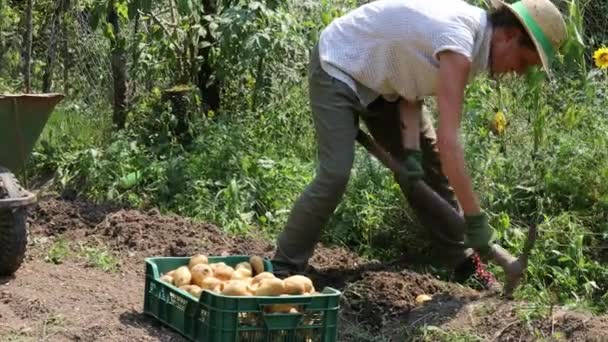 Mujer Agricultora Tradicional Antigua Cosecha Papas Ecológicas Jardín Verduras Ecológicas — Vídeo de stock