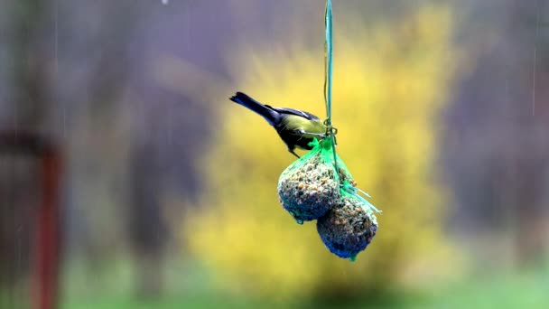 Great Tit Bird Eating Rain Full Seeds Feeding Balls — стоковое видео