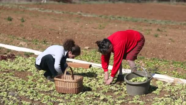 Deux Agricultrices Adultes Récoltent Ramassage Chicorée Hiver Champ Printanier — Video