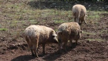 Mangalica ya da Mangulica Pig, Macar kökenli bir domuz türüdür. 