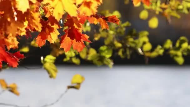 秋の木の葉とバックグラウンドのハイウェイと市郊外の秋 — ストック動画