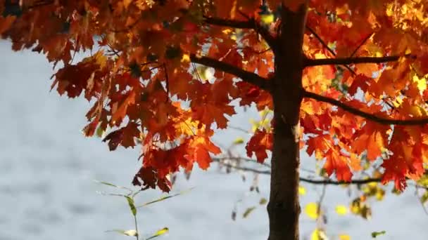秋天红黄相间的枫树在风中飘扬 — 图库视频影像