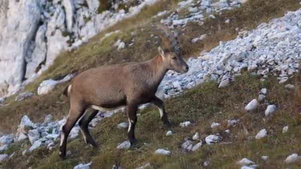 Вид Збоку Молодого Чоловіка Альпійської Capra Ibex Його Природному Середовищі — стокове відео