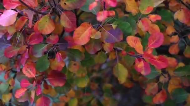 秋の赤いカラフルなフォリエージュ ジェントルウィンドで移動するフルフレーム — ストック動画