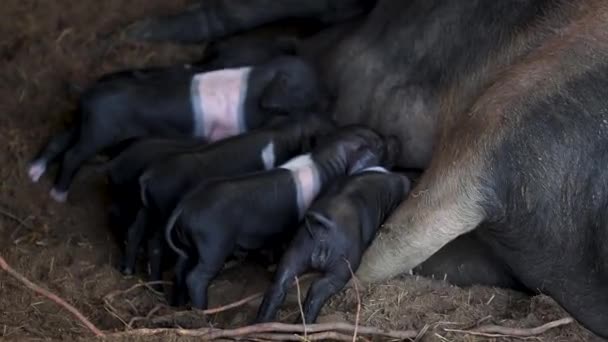 Krskopolje Female Pig Her Little Cubs Only Slovenia Indigenous Breed — Stock Video