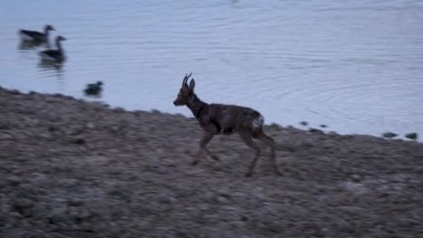 幼鹿在清晨的蓝光下 在鹅群和三角洲环境中的其他鸟类之间漫步于沼泽地 — 图库视频影像