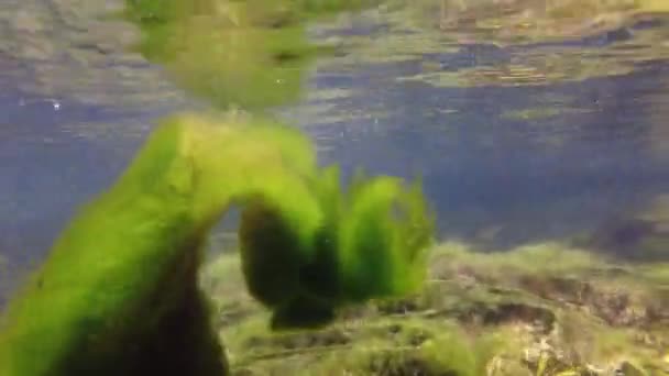 Alghe Fluviali Galleggiano Sotto Superficie Dell Acqua Fiume Alpino — Video Stock