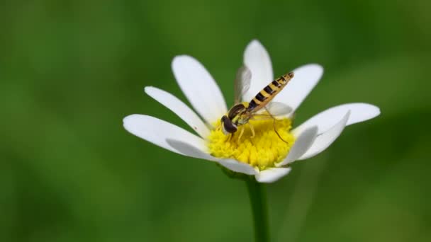 Bir Yaz Otlağında Papatya Çiçeği Tozlaştıran Hover Fly Macro Close — Stok video