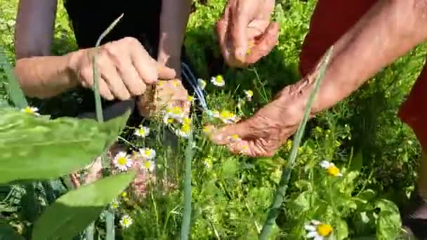在欧洲的草药花园 一位年长的白人妇女和一个成熟的女儿采摘洋甘菊花 — 图库视频影像