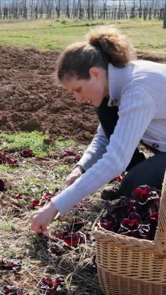 Střední Dospělá Žena Farmář Ruční Sběr Sklizeň Zimní Chicory Svém — Stock video