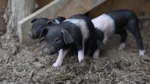 Pequeño Cachorro Cerdo Negro Con Cinturón Solo Una Semana Edad — Vídeos de Stock