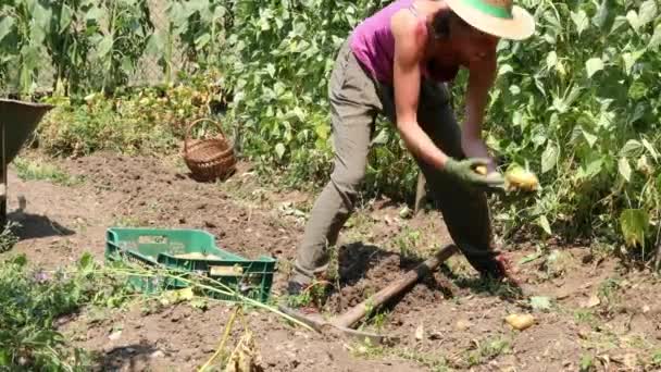 Campesina Adulta Cosecha Mano Patatas Campo Agricultura Ecológica — Vídeos de Stock