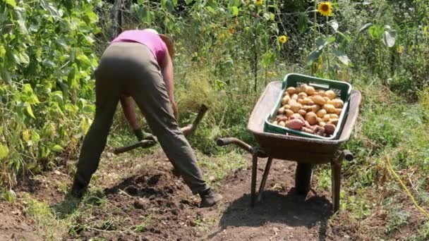 Campesina Adulta Cosecha Mano Patatas Campo Agricultura Ecológica — Vídeos de Stock