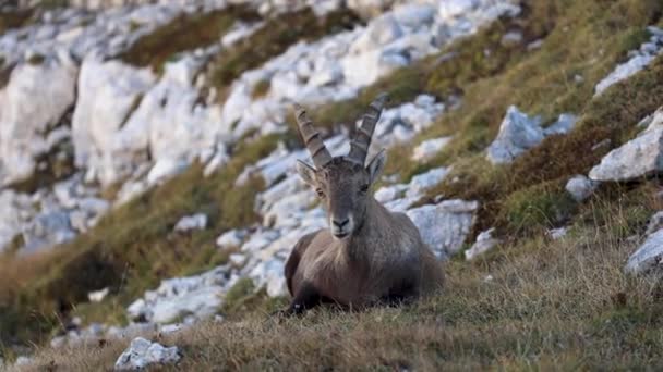 Jonge Man Van Alpine Capra Ibex Probeert Laten Zien Wie — Stockvideo