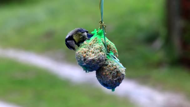 Blue Tit Bird Eating Rain Full Seeds Feeding Balls — стоковое видео