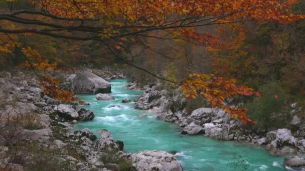 Jesienne Kolory Liści Nad Alpejską Szmaragdową Zieloną Rzeką Soca Alpach — Wideo stockowe