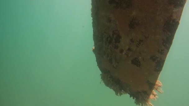 Подводный Вид Водоросли Заросший Нижней Части Корпуса Парусника Видео — стоковое видео