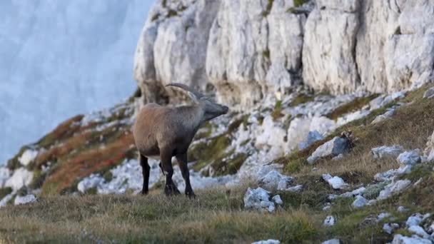Vooraanzicht Van Jonge Man Van Alpencapra Ibex Zijn Natuurlijke Omgeving — Stockvideo