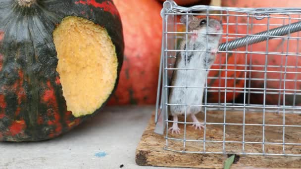 家鼠被困在老鼠笼中的特写 — 图库视频影像
