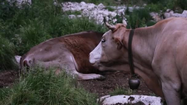 Γαλακτοκομικές Αγελάδες Που Αναπαύονται Στο Λιβάδι Στα Ψηλά Αλπικά Ζυμαρικά — Αρχείο Βίντεο