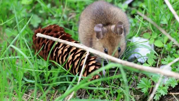 Forest Wood Mouse Apodemus Sylvaticus Zewnątrz Zbieranie Jedzenie Orzechów Pinecone — Wideo stockowe