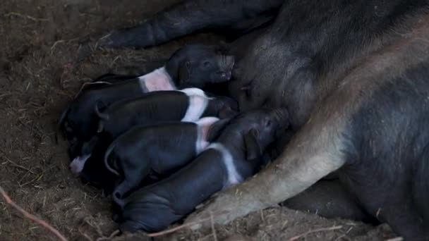 猪的黑带猪原产于斯洛文尼亚 在一个乡村自由放养的农场里被称为 Krskopoljski猪 在这里 母亲喂养了她一个星期大的小猪 — 图库视频影像
