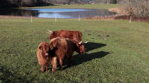 Scottish Jak Family Cattle Pasture — Stock Video