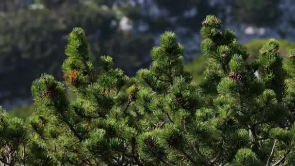 Pinus Mugo Pino Montaña Enano Viento Marco Completo Día Ventoso — Vídeo de stock