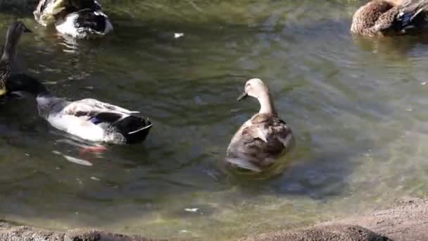 混合鸭类型享受更换农场池塘水的乐趣 — 图库视频影像
