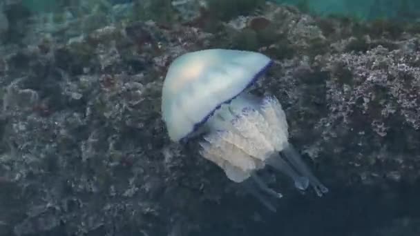Die Scyphozoa Jellyfish Oder Einfach Echte Qualle Ist Ein Prähistorischer — Stockvideo