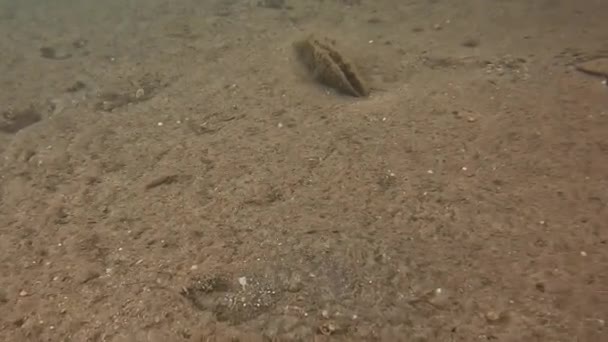 Noble Concha Pluma Mejillón Abanico Pinna Nobilis Conchas Muertas Mar — Vídeo de stock