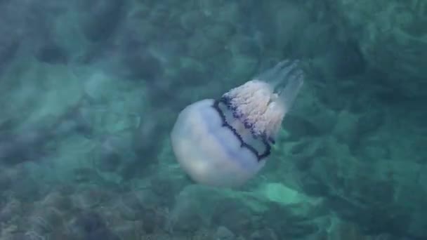 シスフォルゾア クラフィッシュまたは単に真のジェラフィッシュ 初期のカンブリア時代から地球に住む先史時代の生物です ここアドリア海で泳ぐ — ストック動画