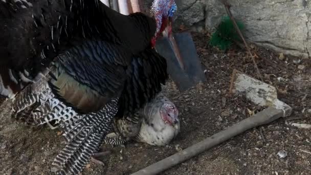 Black Turkey Male Bird Trying Mate White Turkey Female Bird — Stock Video