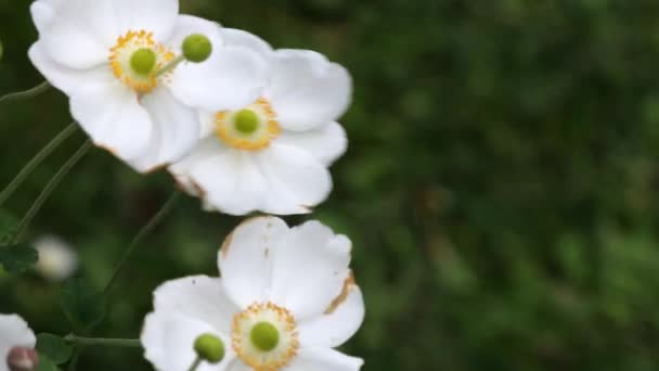 Eriocapitella Hupehensis Białe Kwiaty Ogrodzie Poruszanie Się Wiatr Zbliżenie Pełna — Wideo stockowe