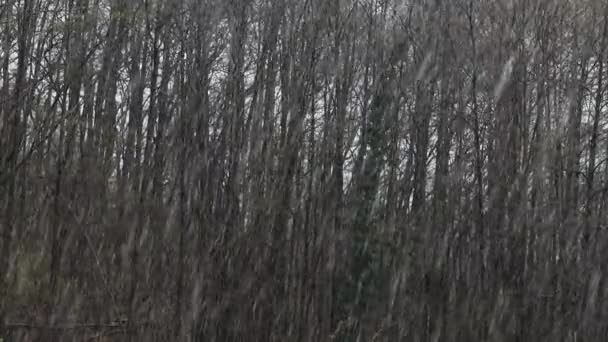 Сильный Снегопад Над Лесом — стоковое видео