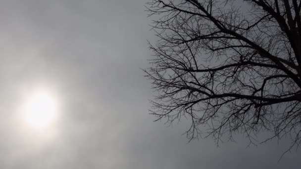 Czas Upływ Chmur Poruszających Się Pod Drzewem Słońcem Szare Niebo — Wideo stockowe