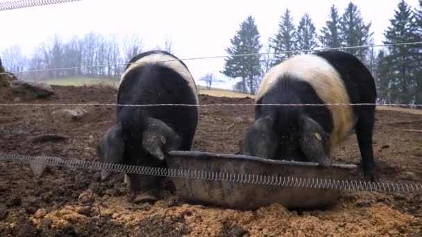 克科波列猪 Krkopolje Pig 或黑带猪 Black Belted Pig 是一种原产于斯洛文尼亚的本土猪品种 在这里 其中一个人不自觉地触摸了护栏 — 图库视频影像