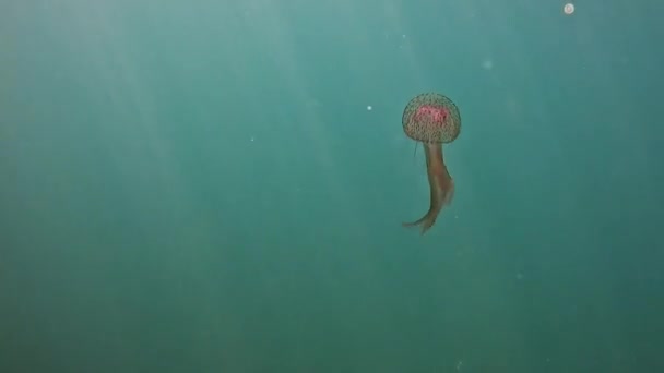 Aguijón Malva Pelagia Noctiluca Medusas Bajo Agua Video — Vídeo de stock