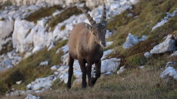 Alpine Capra Ibex的年轻男子试图展示谁在斯洛文尼亚Julian Alps Triglav国家公园的Kriski Podi自然环境中负责任 — 图库视频影像