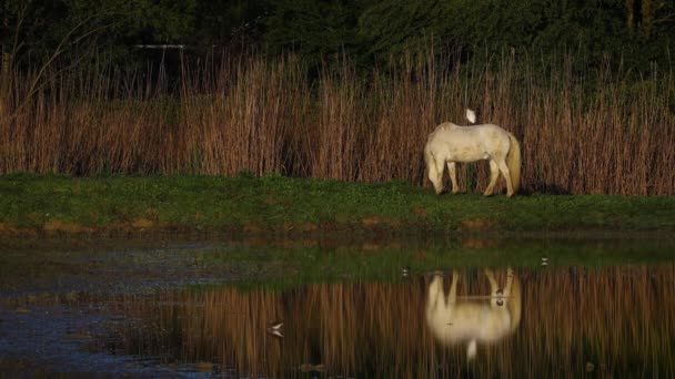 Camargue Horse Πουλί Αυτό Που Ζουν Στη Συμβίωση Πρώτο Φως — Αρχείο Βίντεο
