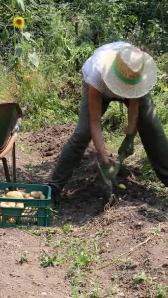 Γυναίκα Σκάψιμο Πατάτες Έξω Από Την Εγχώρια Κήπο Λαχανικών Της — Αρχείο Βίντεο