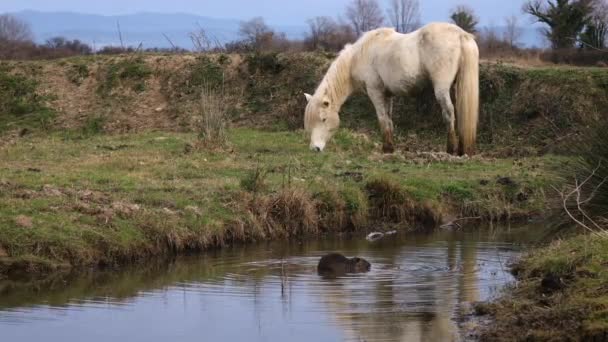 Cavalo Camargue Roedor Nutria Desfrutando Pôr Sol Tarde Zona Húmida — Vídeo de Stock